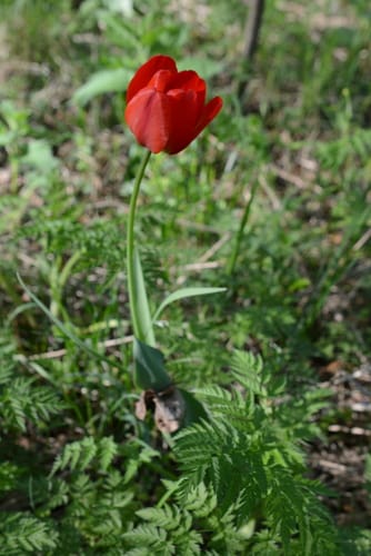 Tulipa gesneriana (Tulip) — photo