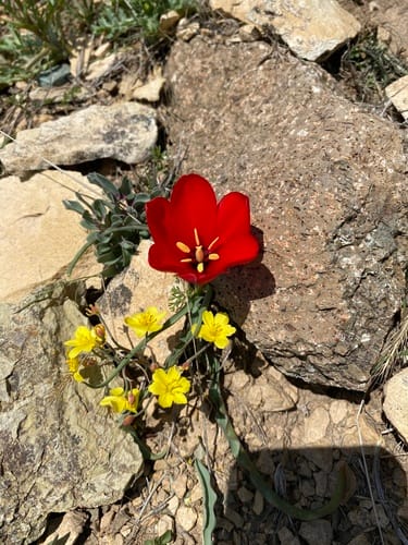 Tulipa montana (Iranian tulip) — photo