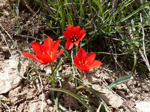 Tulipa montana (Iranian tulip) — photo