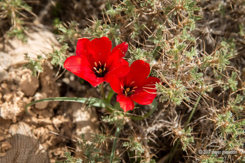 Tulipa montana