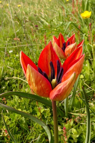 Tulipa orphanidea — photo