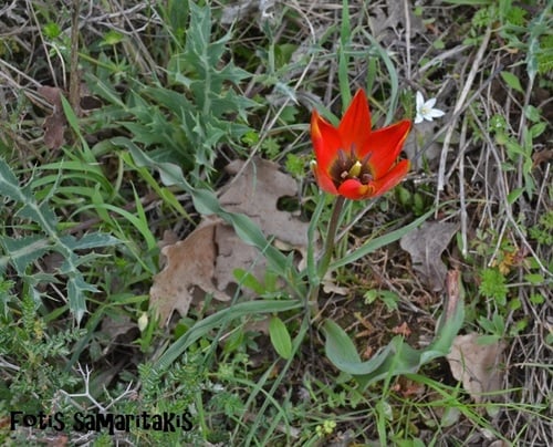 Tulipa orphanidea