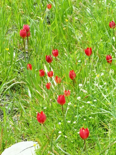 Tulipa orphanidea — photo