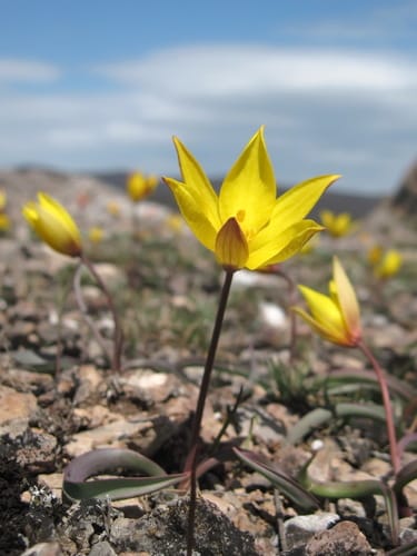 Tulipa sylvestris (Wild tulip) — photo