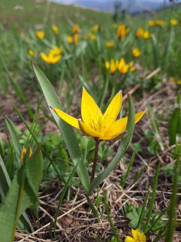 Tulipa sylvestris
