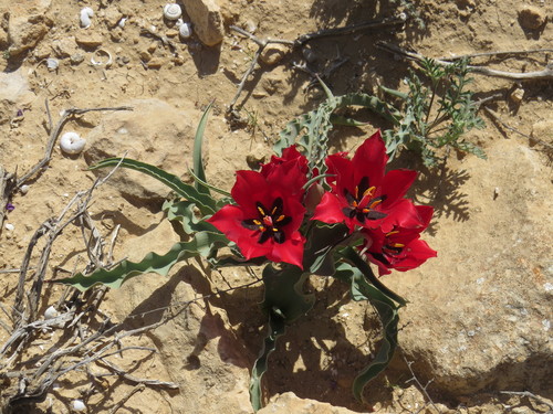 Tulipa systola