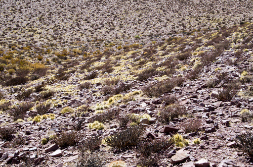 Tunilla soehrensii (Ayrampo) — photo
