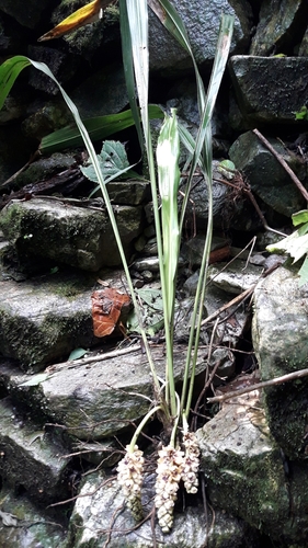 Tupistra nutans (Nodding tupistra) — photo
