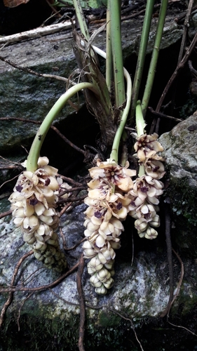 Tupistra nutans