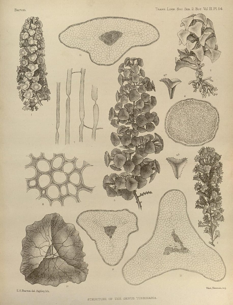 Turbinaria conoides (Labi-labi) — photo
