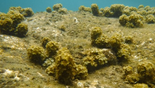 Turbinaria conoides