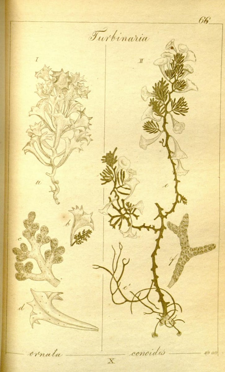 Turbinaria conoides (Labi-labi) — photo