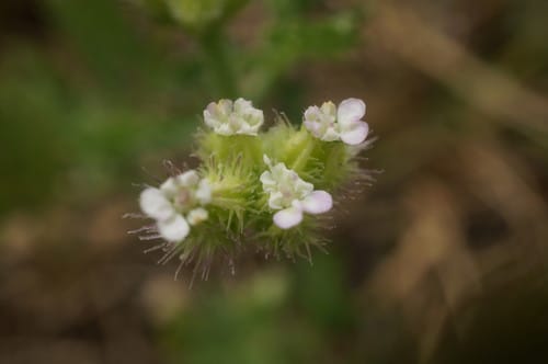 Turgenia latifolia — photo