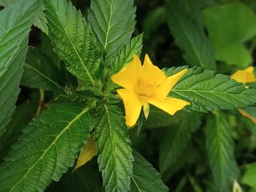 Turnera ulmifolia (Yellow alder) — photo
