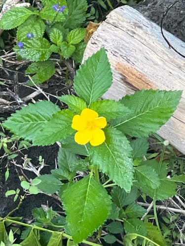 Turnera ulmifolia (Yellow alder) — photo