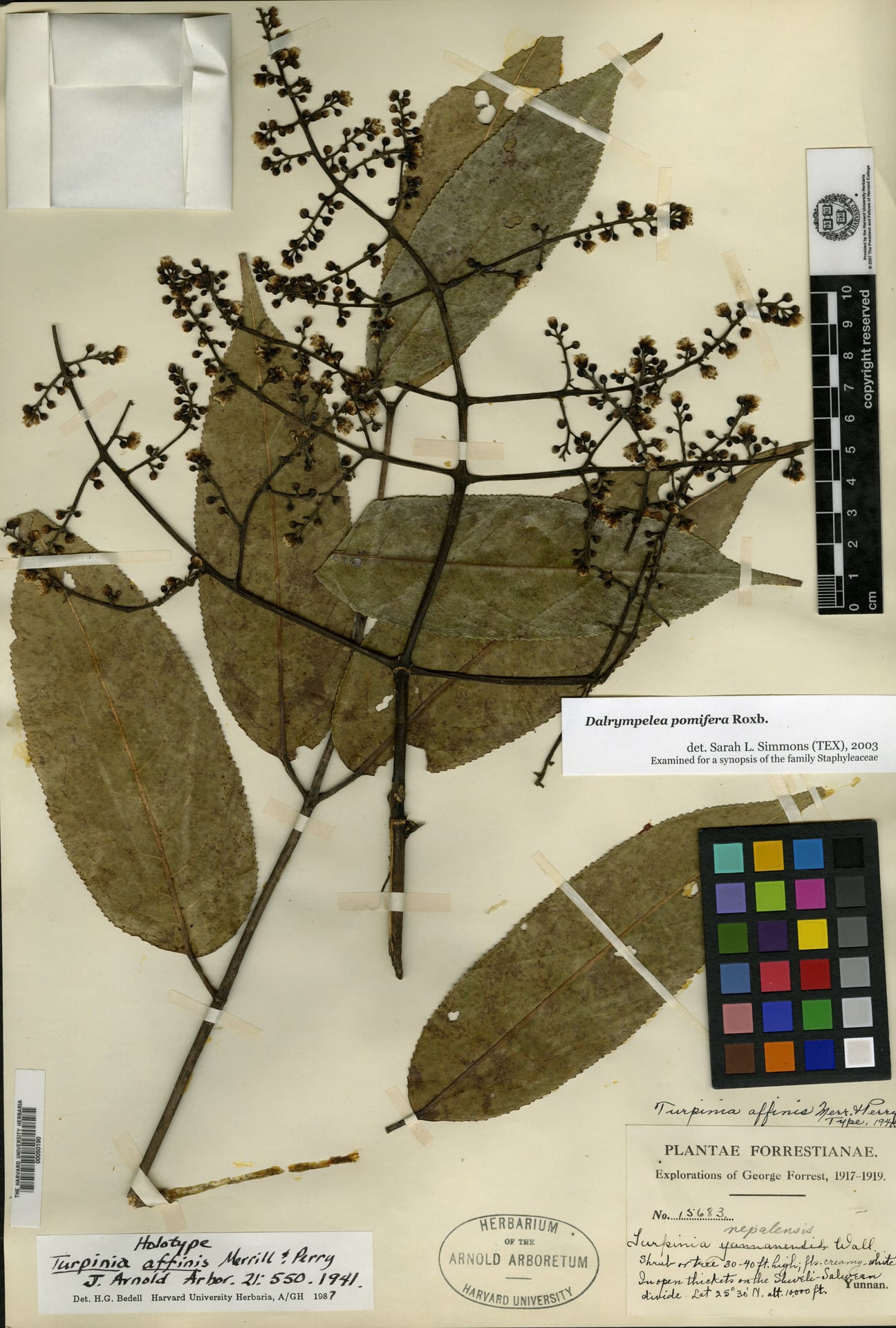 Turpinia affinis