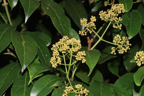 Turpinia cochinchinensis — photo