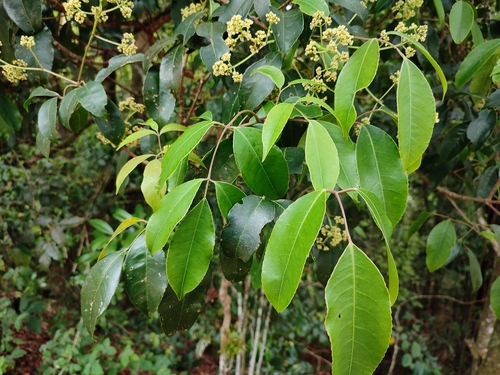 Turpinia cochinchinensis