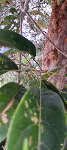 Turpinia pomifera — photo