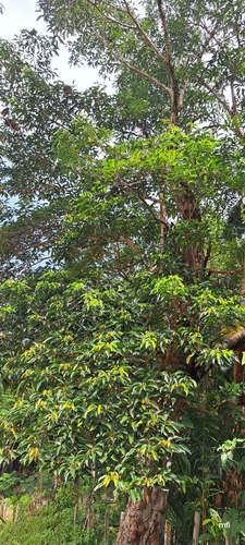 Turpinia pomifera — photo