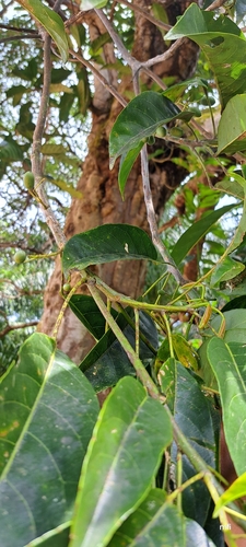 Turpinia pomifera