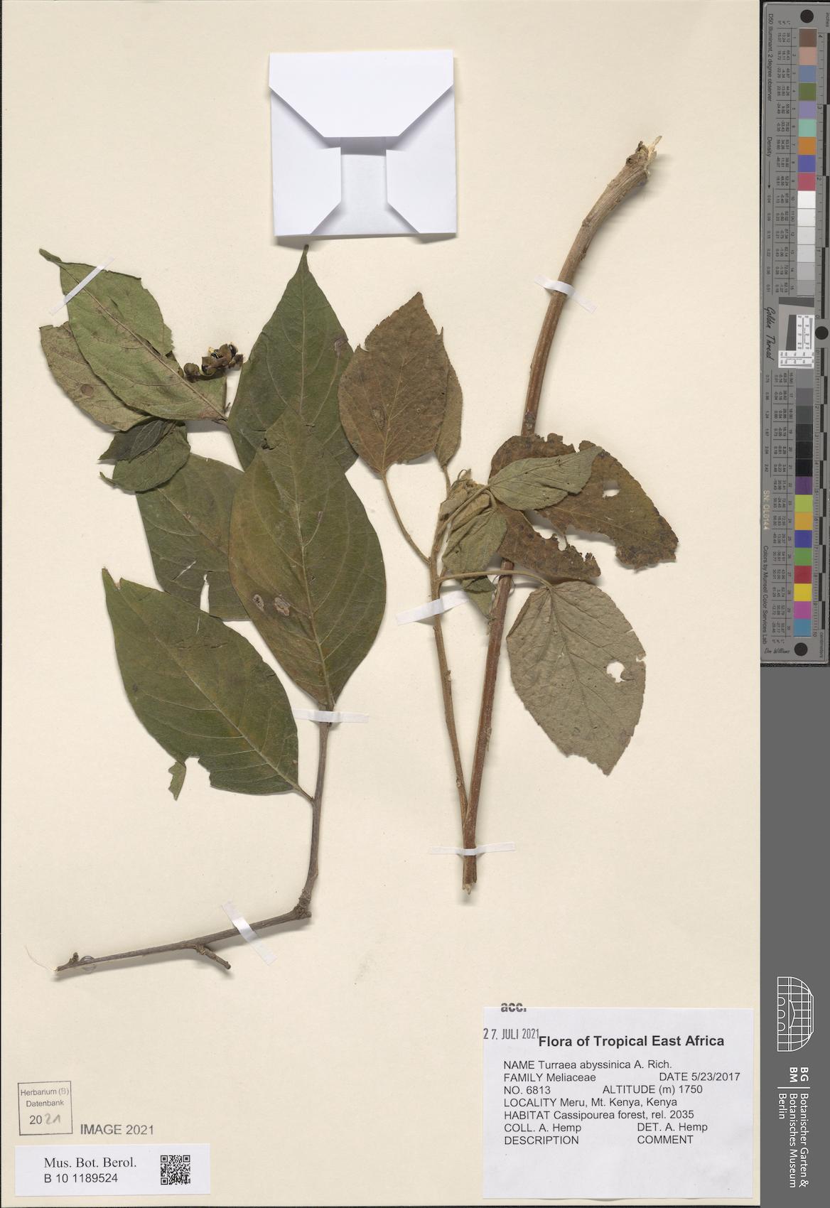 Turraea abyssinica