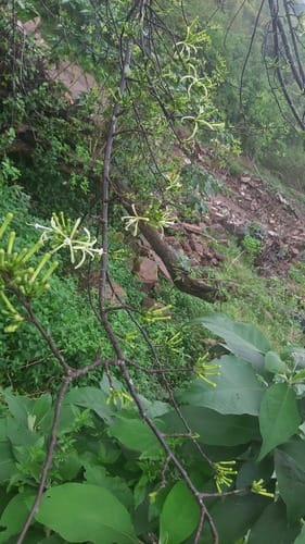 Turraea floribunda (Honeysuckle tree) — photo
