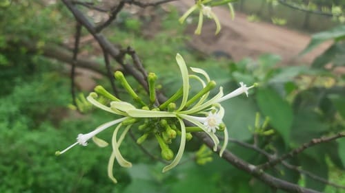 Turraea floribunda (Honeysuckle tree) — photo