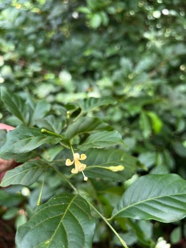 Turraea holstii — photo