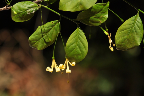 Turraea holstii