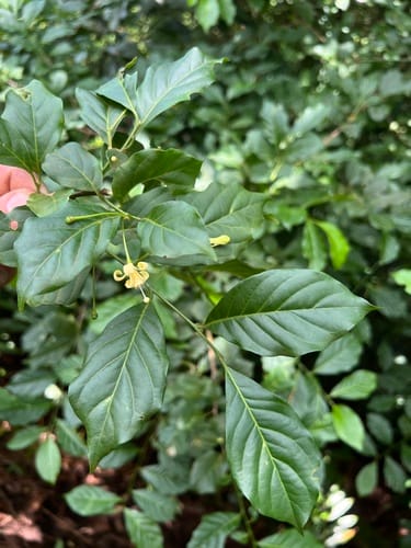 Turraea holstii — photo