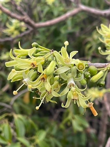 Turraea nilotica (Bushveld honeysuckle tree) — photo
