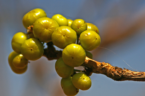 Turraea nilotica
