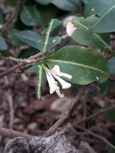 Turraea virens — photo