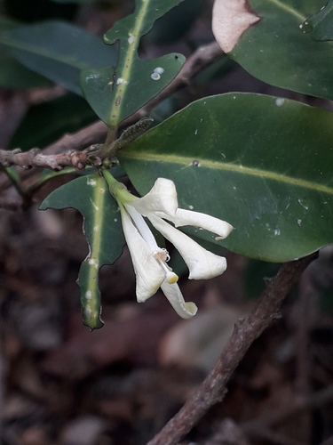 Turraea virens