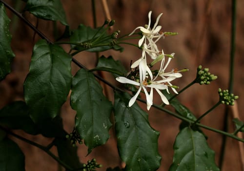 Turraea vogelii — photo