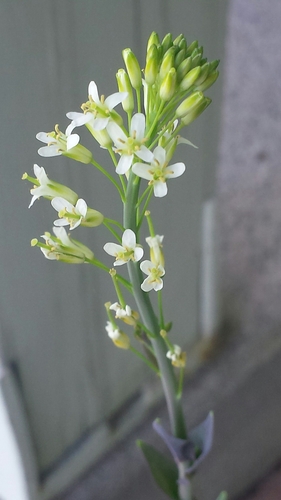 Turritis glabra (Tower cress) — photo