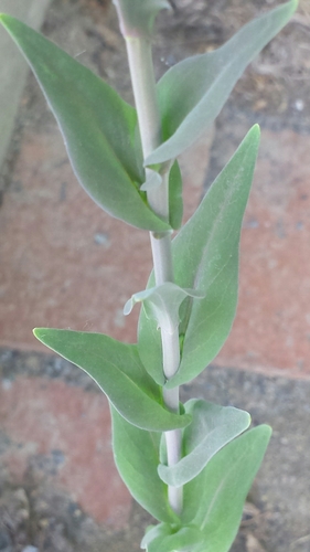 Turritis glabra (Tower cress) — photo