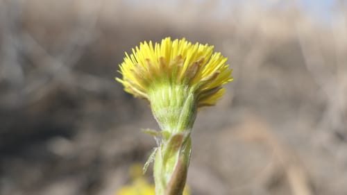 Tussilago farfara (Coltsfoot) — photo