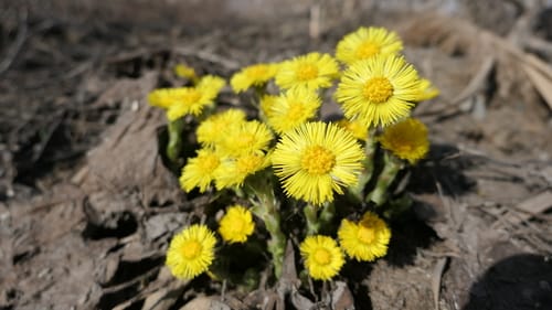 Tussilago farfara (Coltsfoot) — photo