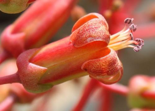 Tylecodon paniculatus — photo