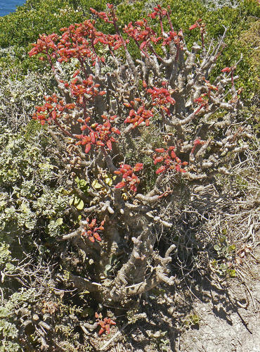 Tylecodon paniculatus — photo