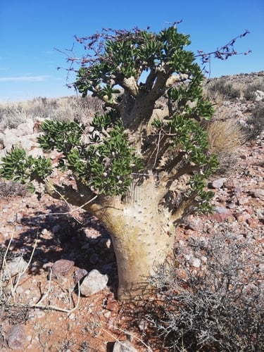 Tylecodon paniculatus