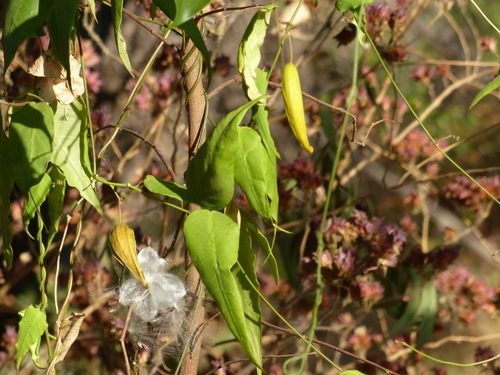 Tylophora dalzellii (Dalzell ipecac) — photo