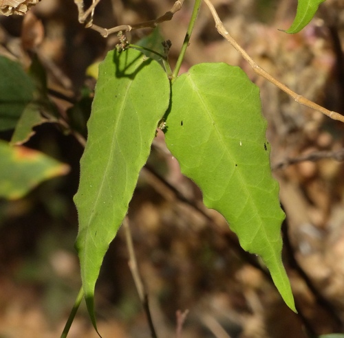 Tylophora dalzellii (Dalzell ipecac) — photo