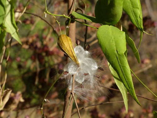 Tylophora dalzellii