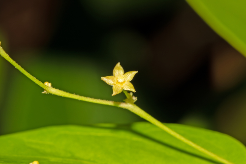 Tylophora flexuosa — photo
