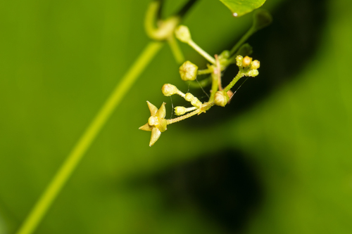 Tylophora flexuosa — photo