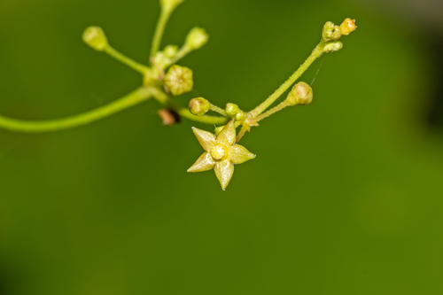 Tylophora flexuosa