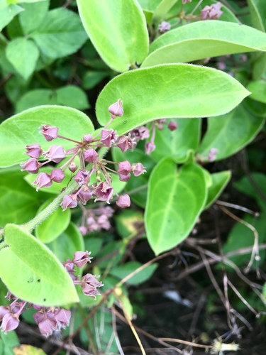 Tylophora ovata (Hairy ipecac) — photo